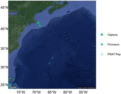 First evidence of predation on an adult porbeagle equipped with a pop-off satellite archival tag in the Northwest Atlantic